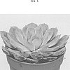 Echeveria%20hybrid%20%27TSAECH1820%27