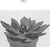 Echeveria%20hybrid%20%27TSAECH1806%27