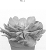 Echeveria%20hybrid%20%27AMIECH1819%27
