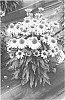 Echinacea%20spp.%20%27Embers%20Sparks%27