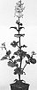 Plectranthus%20hybrid%20%27De%20Wet%20F%27
