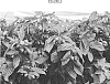 Rubus%20idaeus%20%27VISION%27