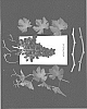 Vitis%20vinifera%20%27ARRATWELVE%27