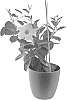 Mandevilla%20sanderi%20%27Inmanboclp%27