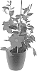 Mandevilla%20sanderi%20%27Inmanbochp%27