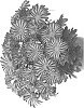 Chrysanthemum%20X%20morifolium%20%27Domraincir%27