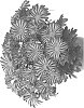 Chrysanthemum%20X%20morifolium%20%27Domraincir%27