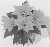 Euphorbia%20pulcherrima%20%27NPCW18281%27