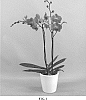 Phalaenopsis%20hybrid%20%27PHALFEWYP%27