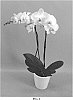 Phalaenopsis%20hybrid%20%27PHALGOPEL%27