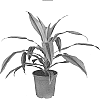 Dracaena%20deremensis%20%27KRISTI%27