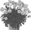 Coreopsis%20grandiflora%20%27Docorgranmoons%27