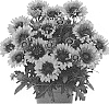 Gaillardia%20aristata%20%27Dogailredstar%27