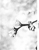 Vaccinium%20corymbosum%20%27BB06-343MI-16%27