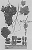 Vitis%20vinifera%20%27Sheegene%20103%27