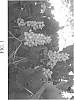 Vitis%20L.%20hybrid%20%27Compassion%27