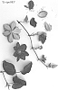 Clematis%20viticella%20%27Evipo085%27