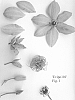 Clematis%20viticella%20%27Evipo101%27