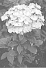 Hydrangea%20serrata%20x%20macrophylla%20%27COUMONT%27