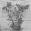 Lagerstroemia%20x%20%27JM4%27