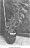 Cannabis%20hybrid%20%27LEMON%20CRUSH%20OG%27
