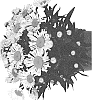 Leucanthemum%20maximum%20%27Doleuswedaso%27