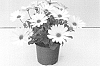 Osteospermum%20ecklonis%20Norl.%20%27KLEOE18301%27