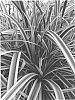 Carex%20morrowii%20%27MMCream%27