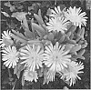 Delosperma%20spp.%20%27Mountain%20Dew%27