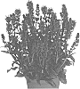 Salvia%20nemorosa%20%27Dosaskimi%27