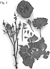 Rosa%20hybrid%20%27Poulpal072%27