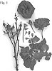 Rosa%20hybrid%20%27Poulpal072%27