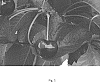 Prunus%20avium%20L.%20%27Prim%2031%27