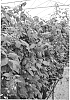 Rubus%20idaeus%20%27Sarafina%27
