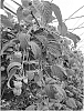 Rubus%20idaeus%20%27Wengi%27