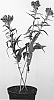Veronica%20longifolia%20x%20Veronica%20Spicata%20%27Allfount%27