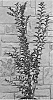 Lagerstroemia%20indica%20%27JM3%27