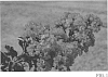 Lagerstroemia%20hybrid%20%27DJ%2006-14%27