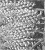Lachenalia%20Jacq.%20f.%20ex%20Murray%20%27Radient%27
