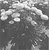Leucanthemum%20x%20superbum%20%27Real%20Deal%27