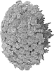 Chrysanthemum%20X%20morifolium%20%27Domsunaci%27
