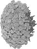 Chrysanthemum%20X%20morifolium%20%27Domsunaci%27
