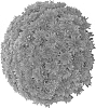 Chrysanthemum%20X%20morifolium%20%27Dommagor%27