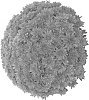 Chrysanthemum%20X%20morifolium%20%27Dommagor%27