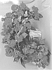 Impatiens%20hawkeri%20%27Doimwirored%27
