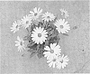 Osteospermum%20ecklonis%20Norl.%20%27KLEOE18318%27