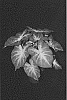 Caladium%20X%20hortulanum%20%27Just%20Saucy%27