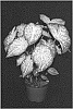 Caladium%20X%20hortulanum%20%27ZRD%202318-183%27