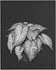 Caladium%20X%20hortulanum%20%27Xplosion%27
