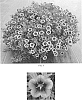 Calibrachoa%20x%20hybrida%20%27Balcabooni%27